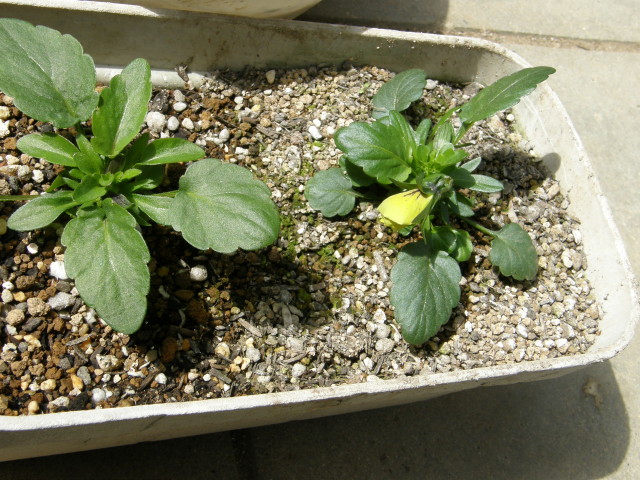 img0010.jpg