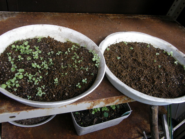 img0018.jpg