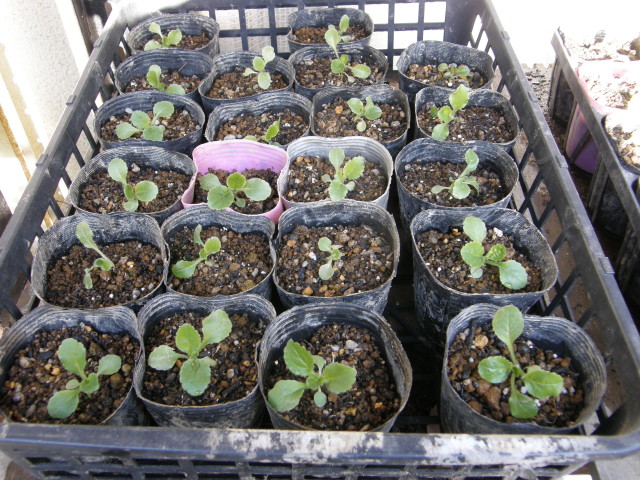 img0002.jpg