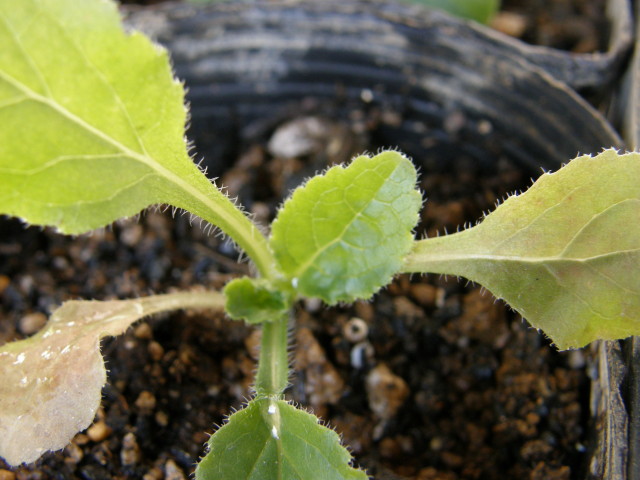 img0003.jpg