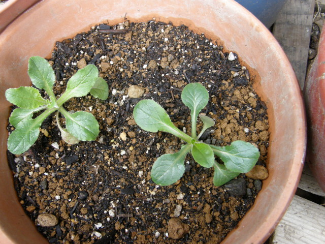 img0008.jpg