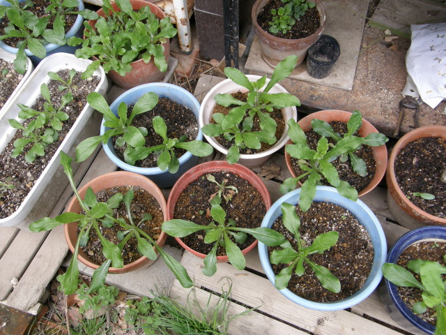 img0014.jpg