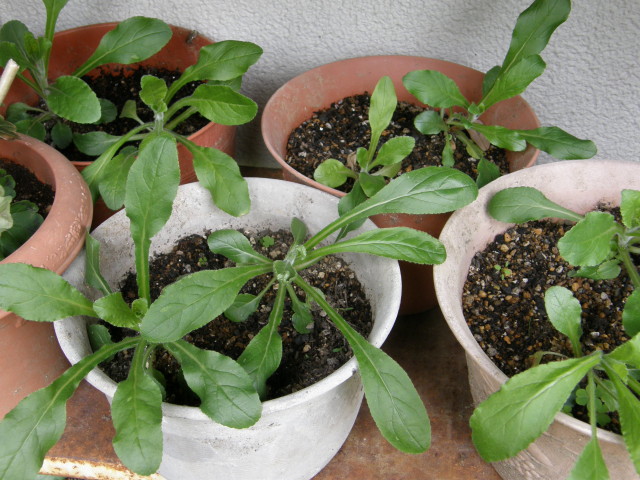 img0017.jpg