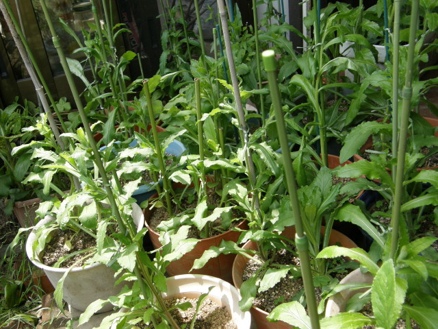 img0022.jpg