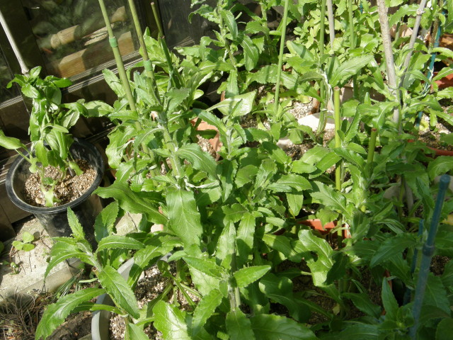 img0027.jpg