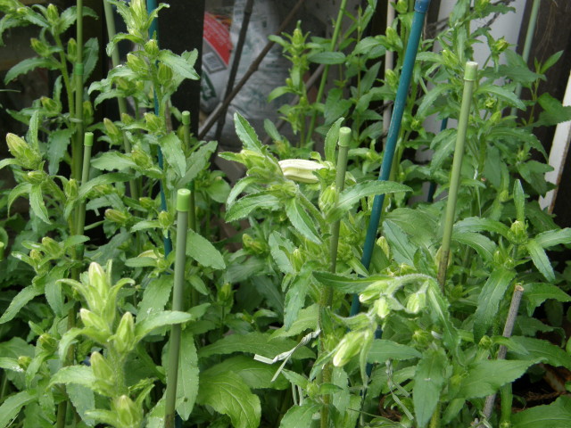 img0034.jpg