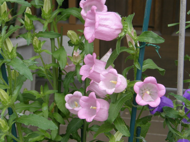 img0037.jpg