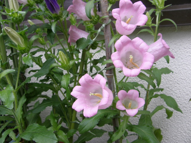 img0039.jpg