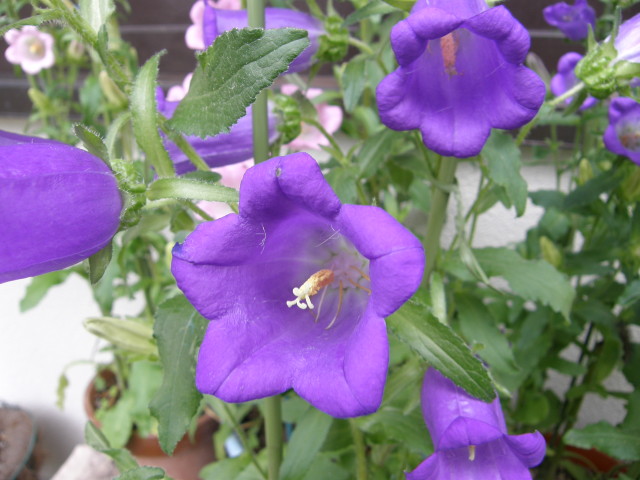 img0040.jpg