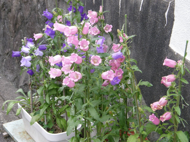 img0044.jpg