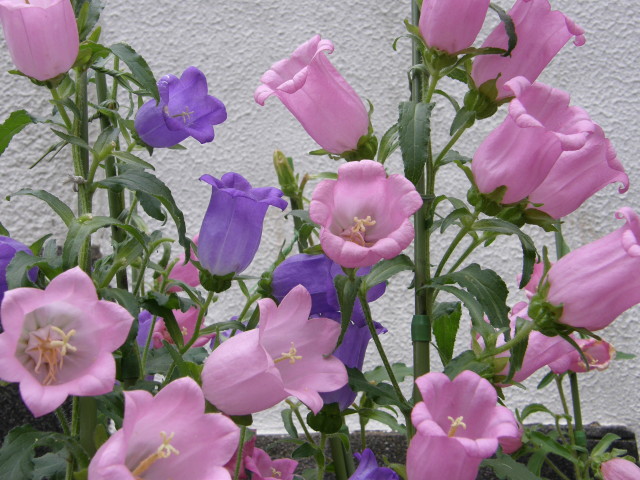 img0047.jpg
