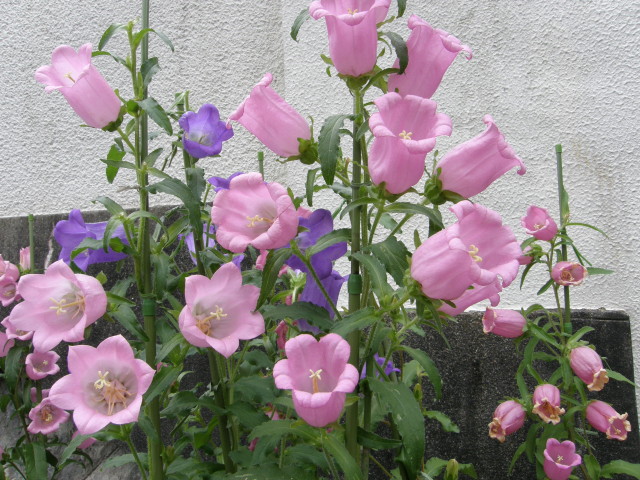 img0048.jpg