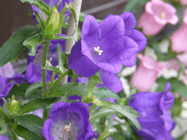 img0050.jpg