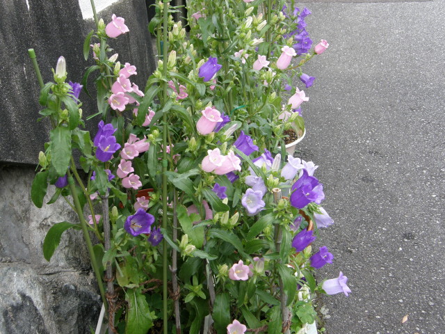 img0054.jpg