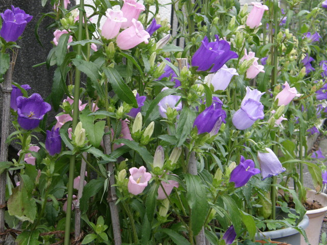 img0056.jpg