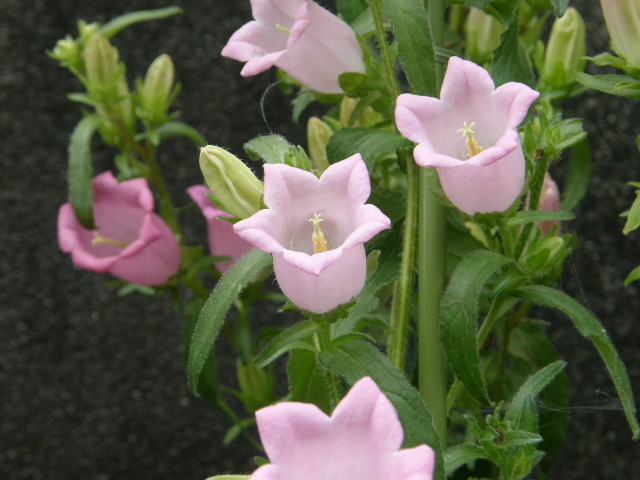 img0057.jpg