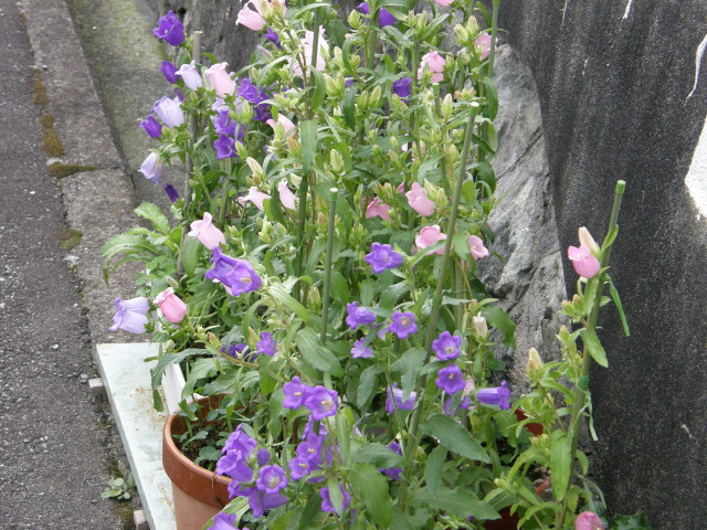 img0063.jpg