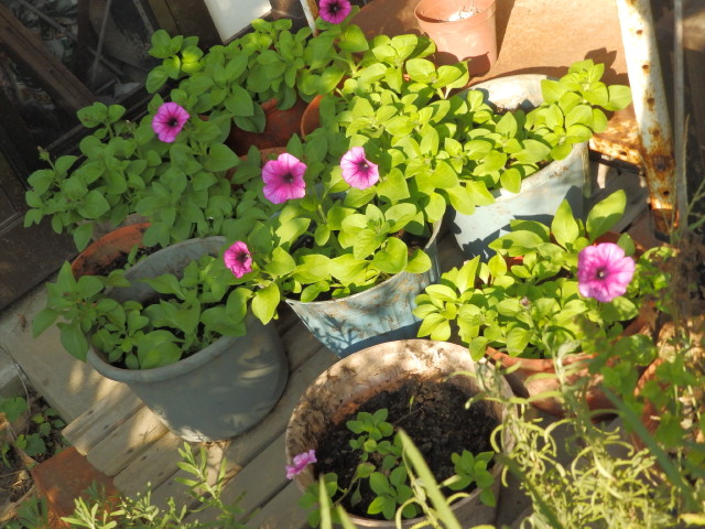 img0025.jpg