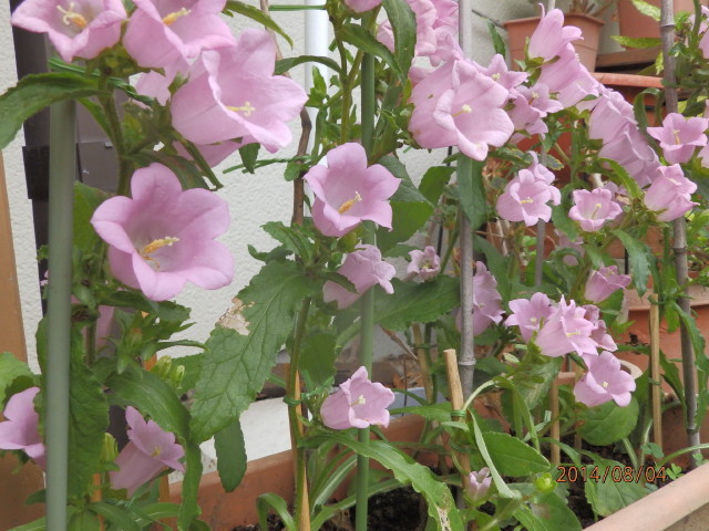 img0061.jpg