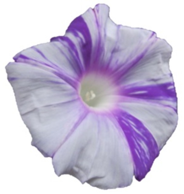 img0017.jpg