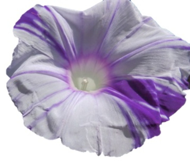 img0051.jpg