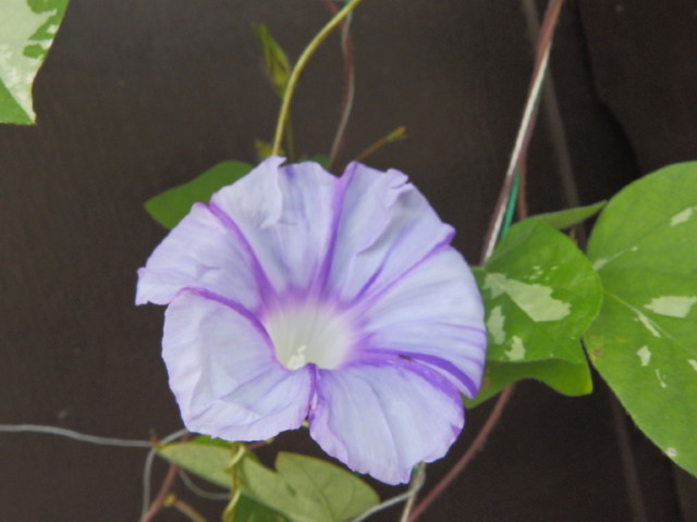 img0084.jpg