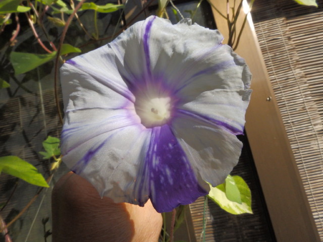 img0154.jpg