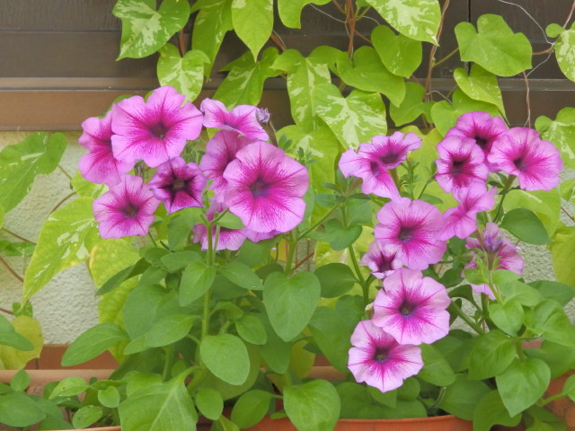 img0034.jpg