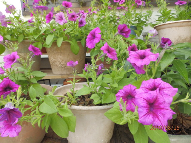 img0041.jpg