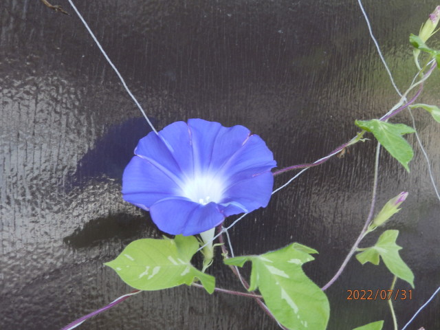 img0009.jpg
