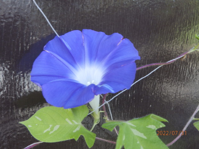 img0011.jpg