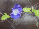 img0006.jpg