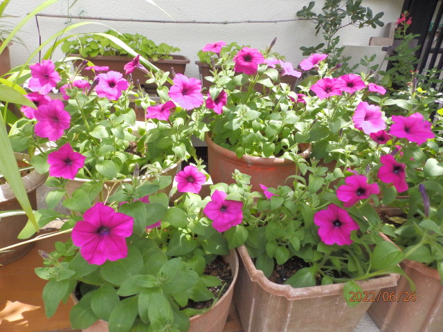 img0042.jpg