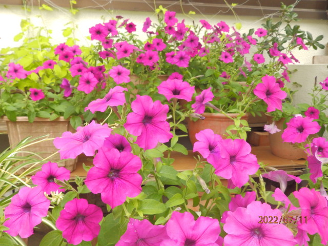 img0011.jpg