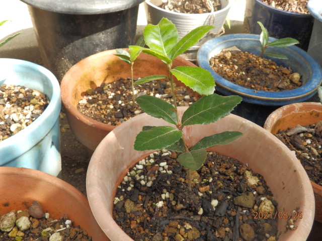 img0003.jpg