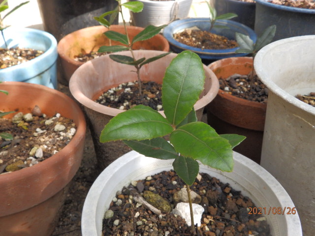 img0005.jpg