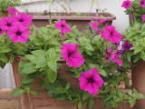 img0002.jpg