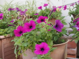 img0002.jpg