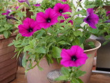 img0003.jpg