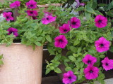 img0005.jpg