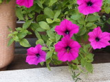 img0007.jpg