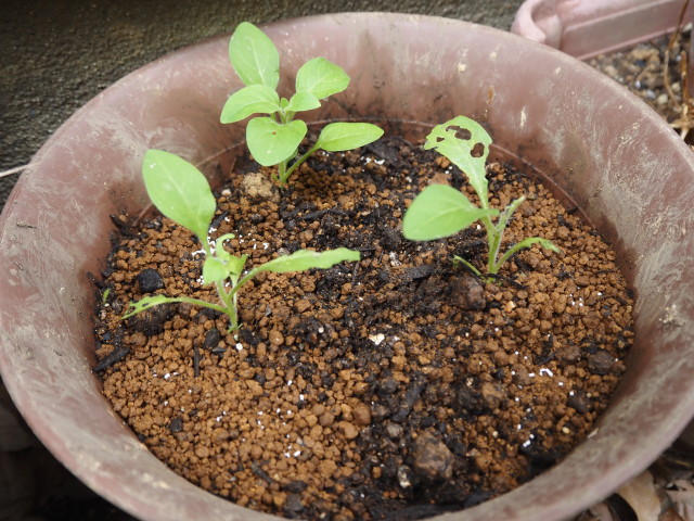 img0023.jpg