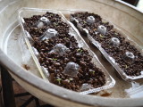 img0001.jpg