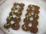 img0008.jpg