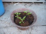 img0017.jpg