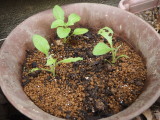 img0023.jpg
