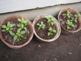 img0002.jpg