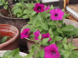 img0005.jpg