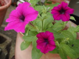 img0009.jpg