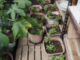 img0011.jpg